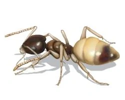 Ghost ant Characteristics
