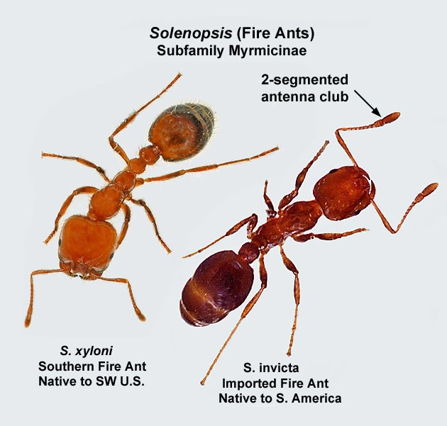 Fire Ant Characteristics