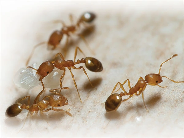 Pharaoh ants