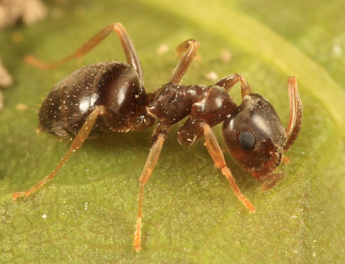 Moisture ant