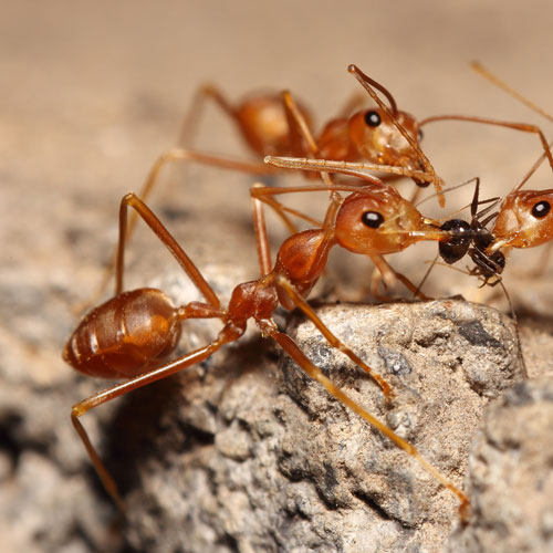 Moisture Ants