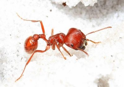 harvester painful stings pogonomyrmex excruciating 10largest sting rid