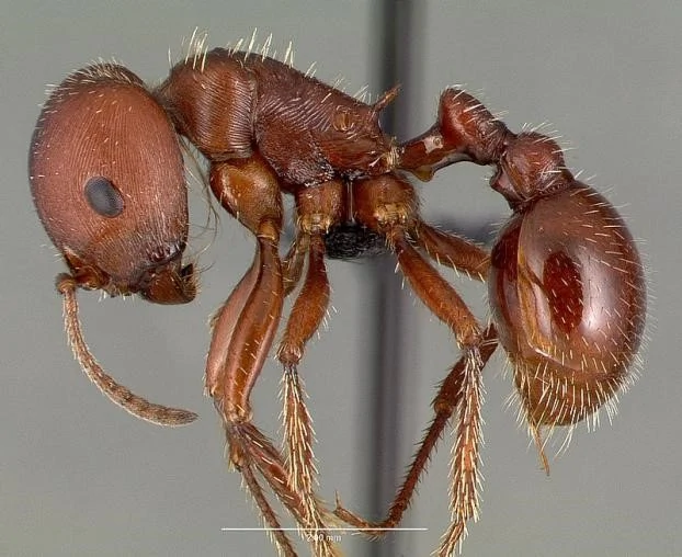 Get Rid Of Harverster Ants
