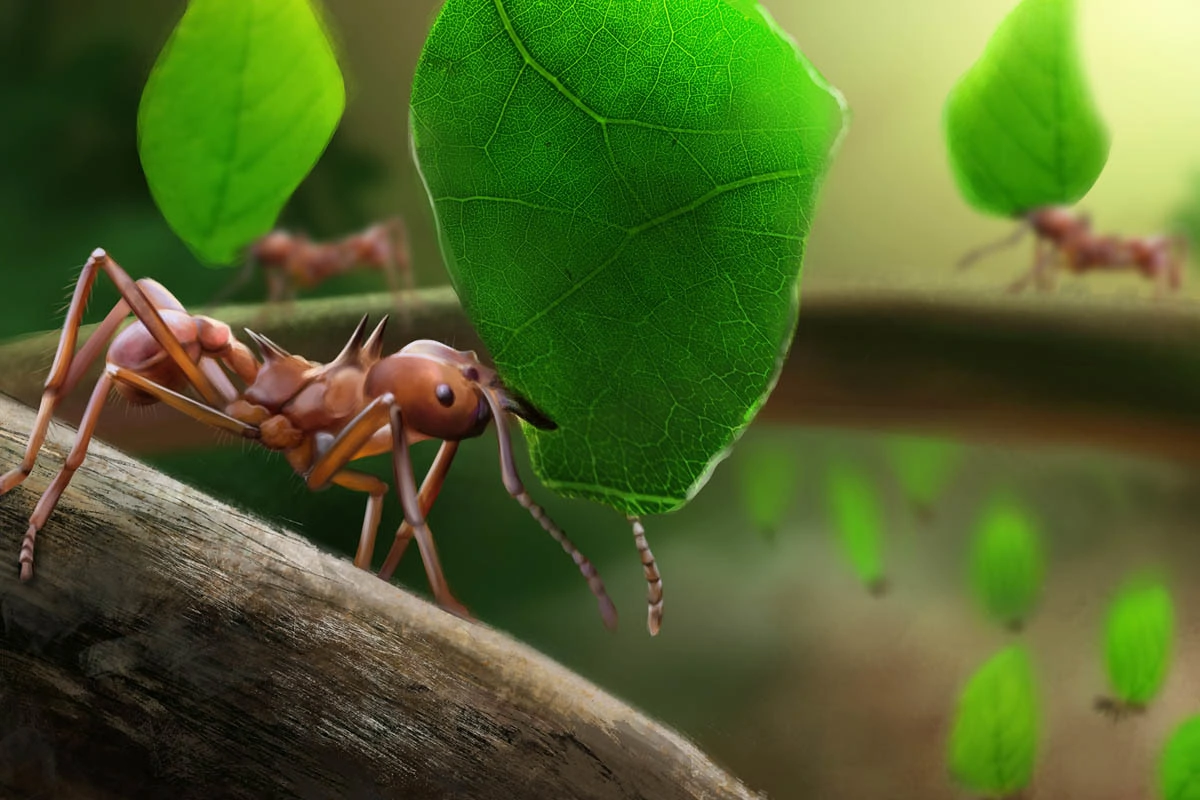 Leafcutter Ants