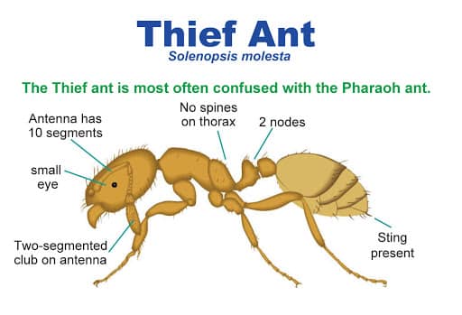what a thief ant looks like
