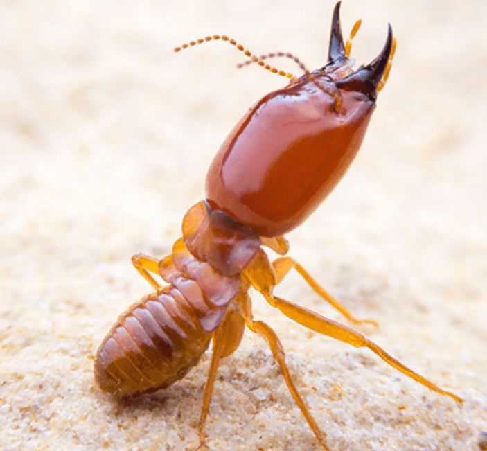 how to get rid of termites