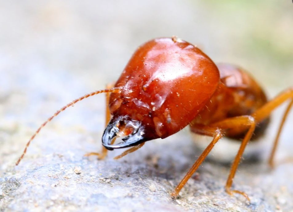 getting rid of termites