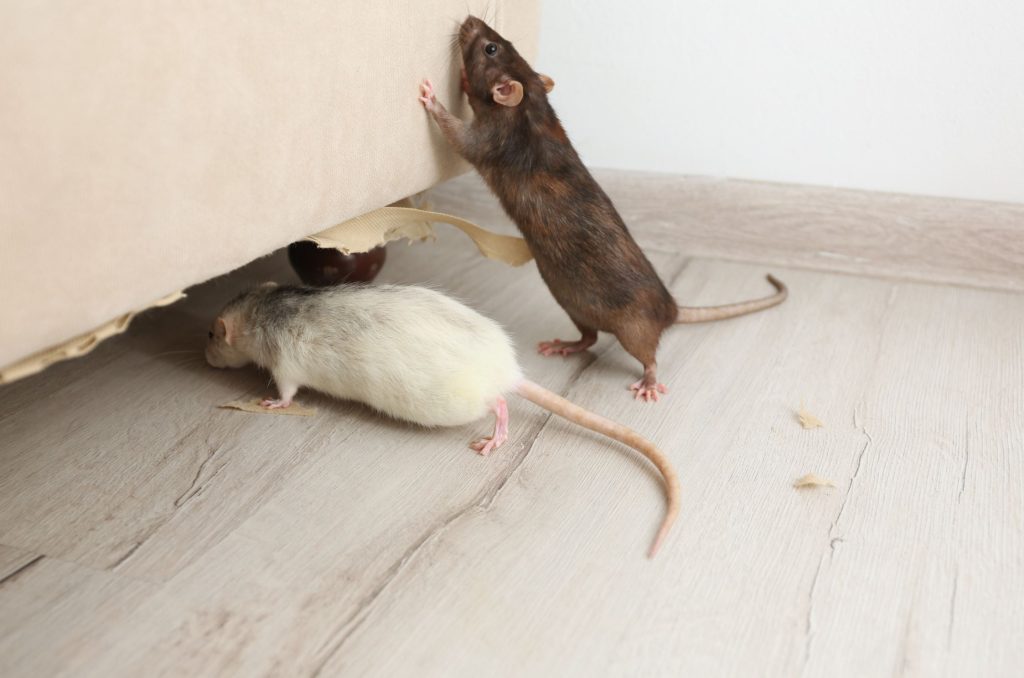 rodent control