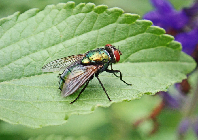 Minimize Pest Risks