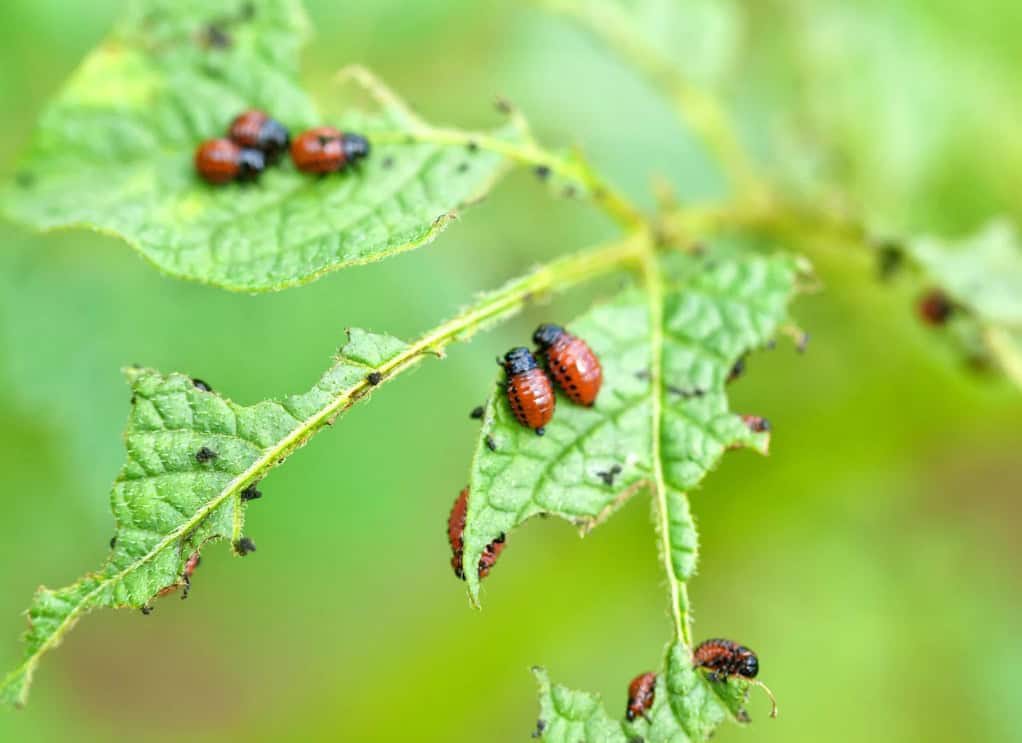 Minimize Pest Risks at Home