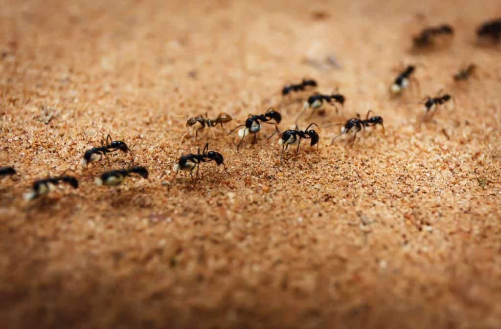 common household pests