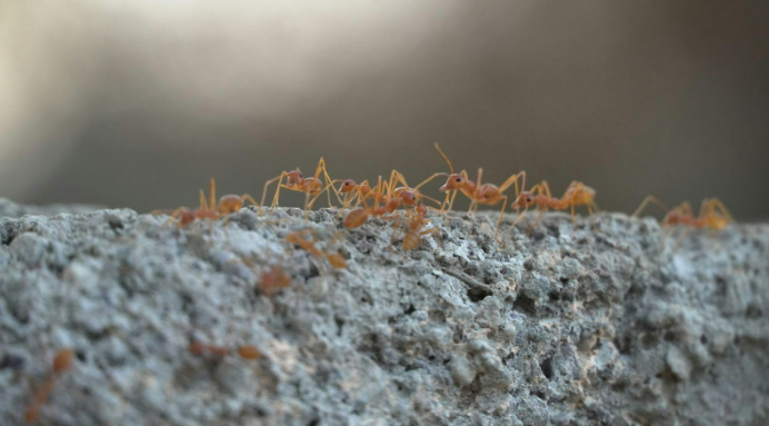 ants to rodents