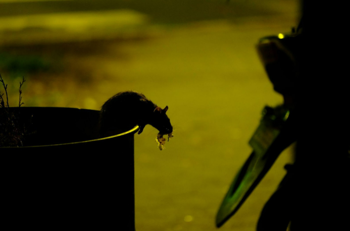 ants to rodents