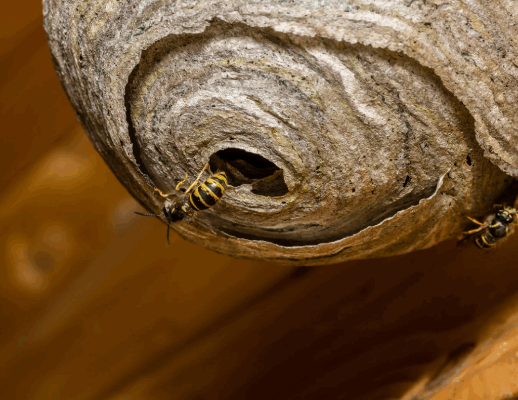preventing wasp nests