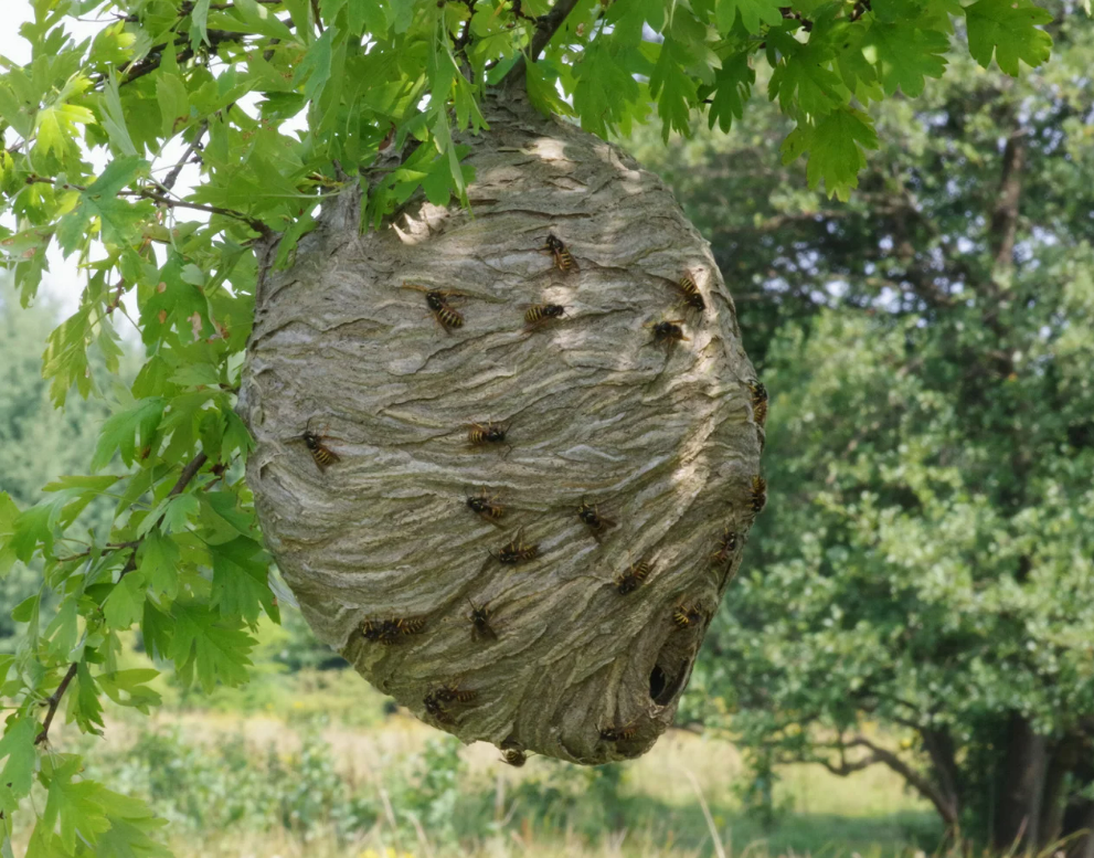 tips in preventing wasp nests