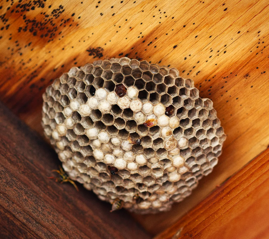 preventing wasp nests guide