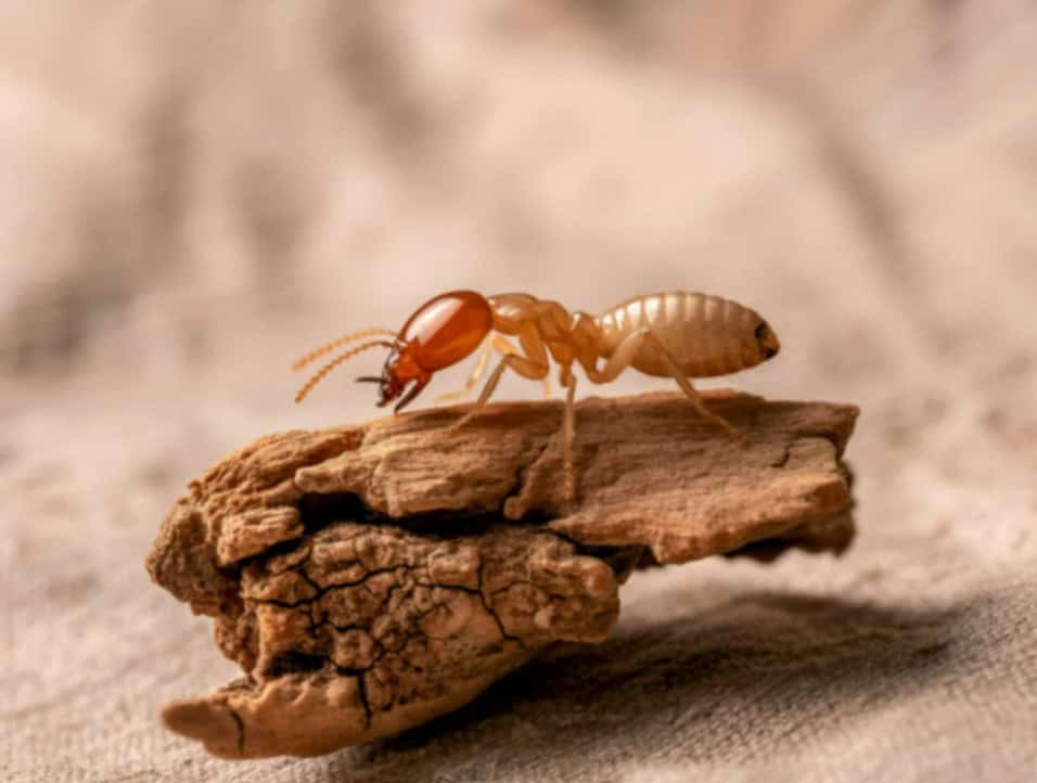 effects of ignoring termite damage