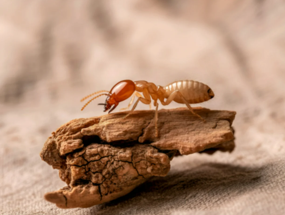 effects of ignoring termite damage