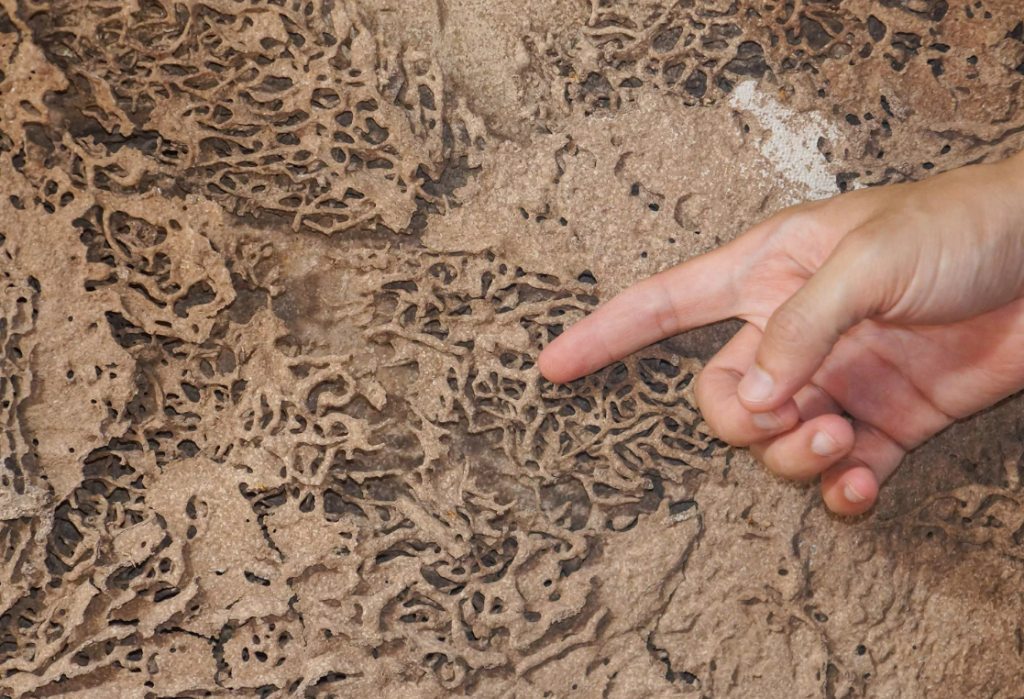 results of ignoring termite damage