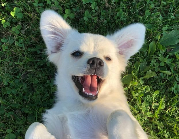 Preventing Pets Bringing Pests Inside