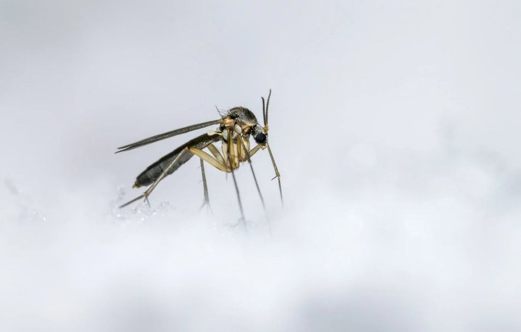 avoid snow fleas in winter