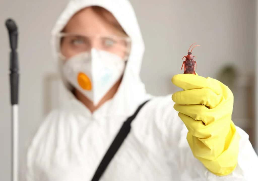 finding pest control companies in kuala lumpur