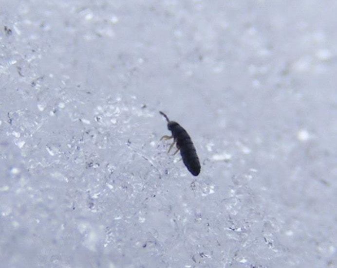 get rid of snow fleas in winter