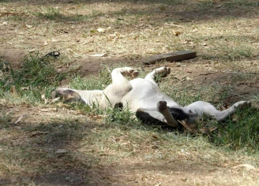 pets bringing pests inside