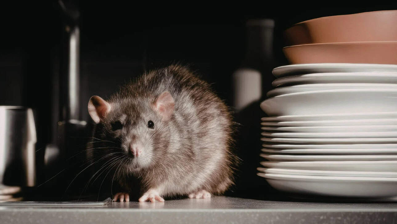 The Silent Invaders Below: Why Norway Rats Love Your Crawl Space