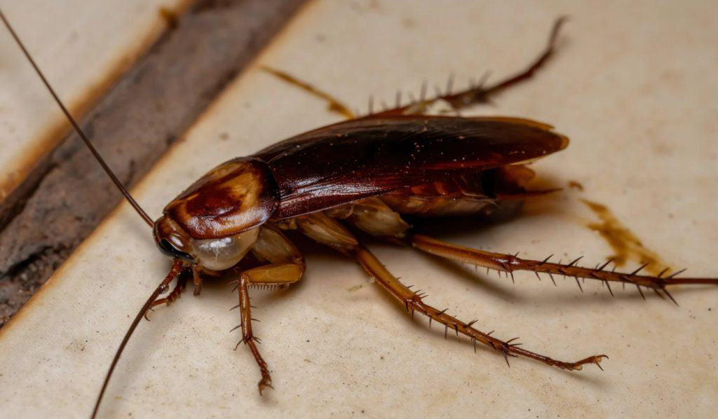 avoiding bugs in UAE