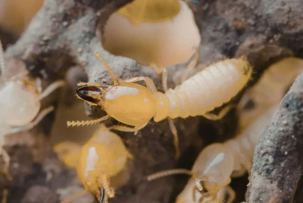 complete guide to termite protection