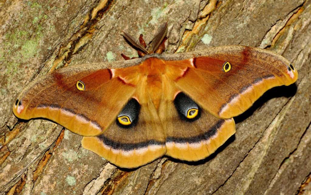 hiring moth exterminator services