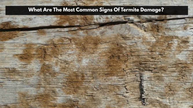 most common signs of termite damage