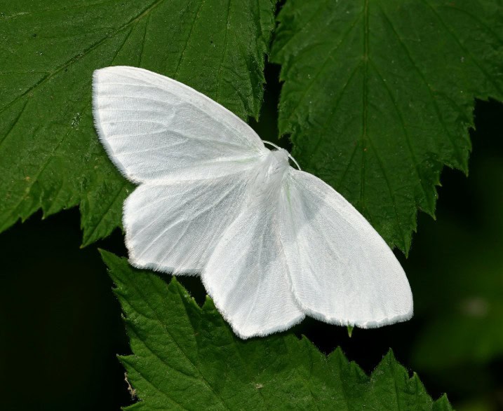 professional moth exterminator services