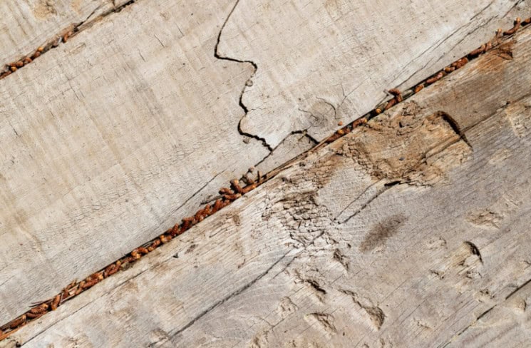 spotting the most common signs of termite damage