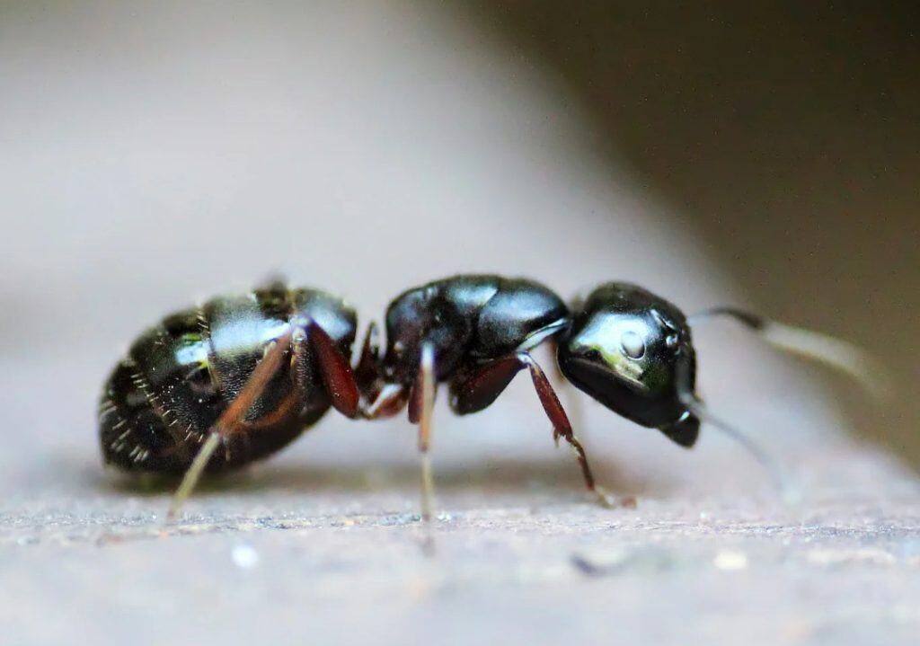 types of bugs in UAE