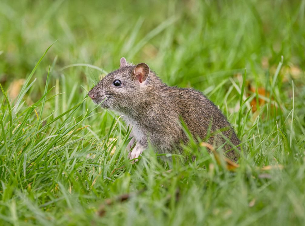 regularly protecting your home from pests