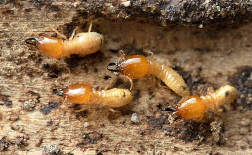 complete termite prevention 101