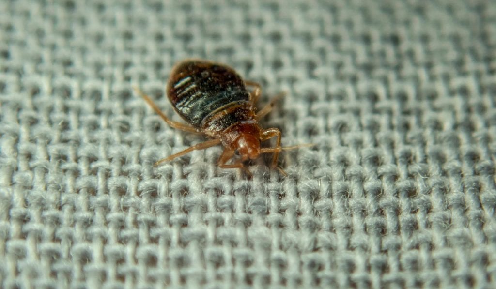 how to spot an infestation early