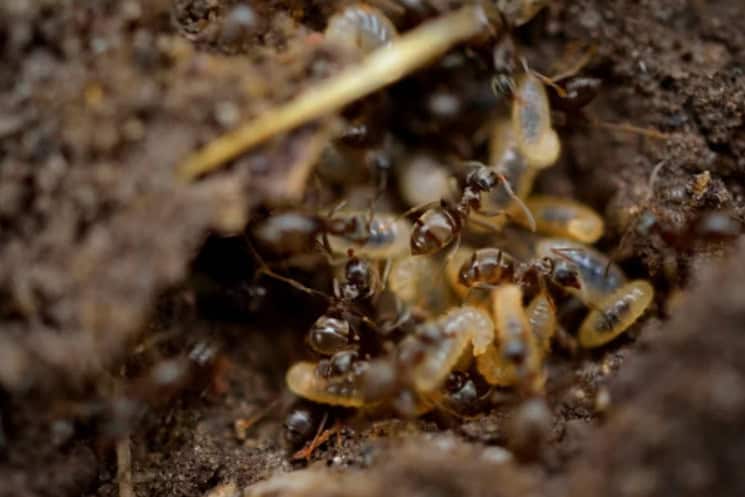 learning termite prevention 101