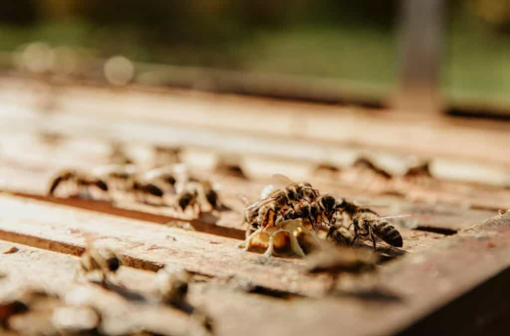 termite prevention 101