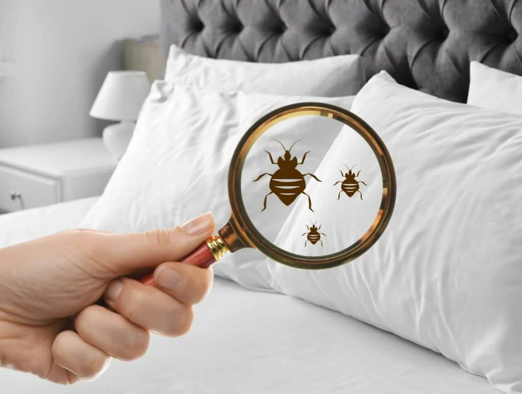 understanding bed bugs