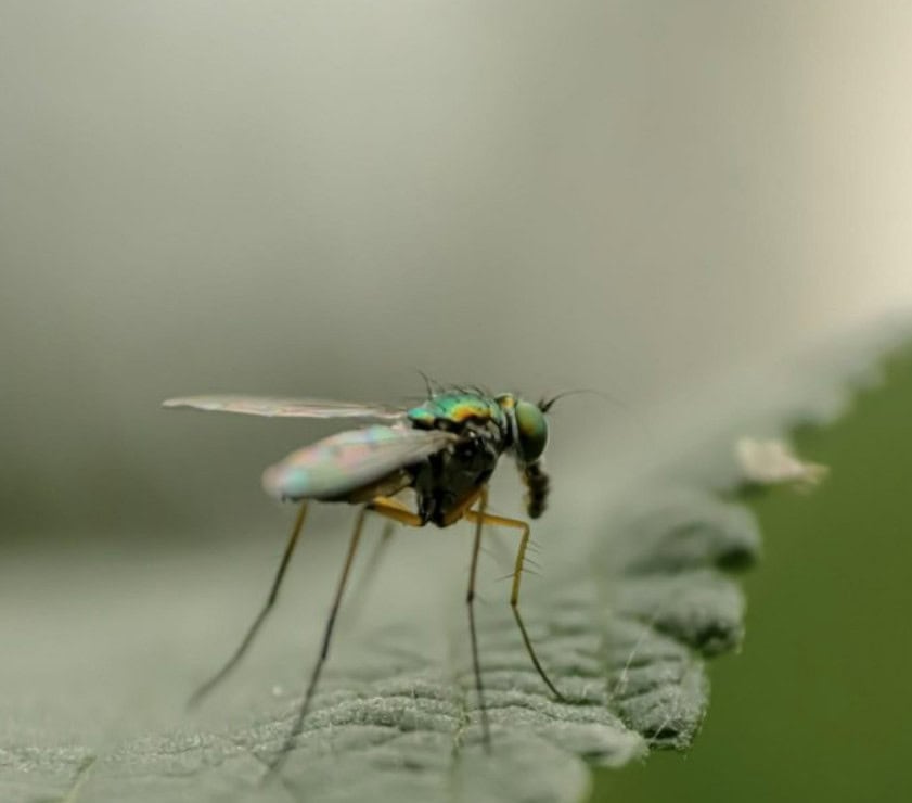 Water Damage Invites Pests