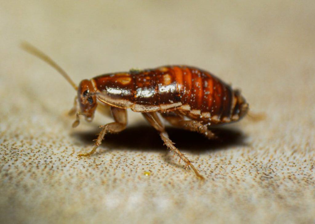 Why Water Damage Invites Pests