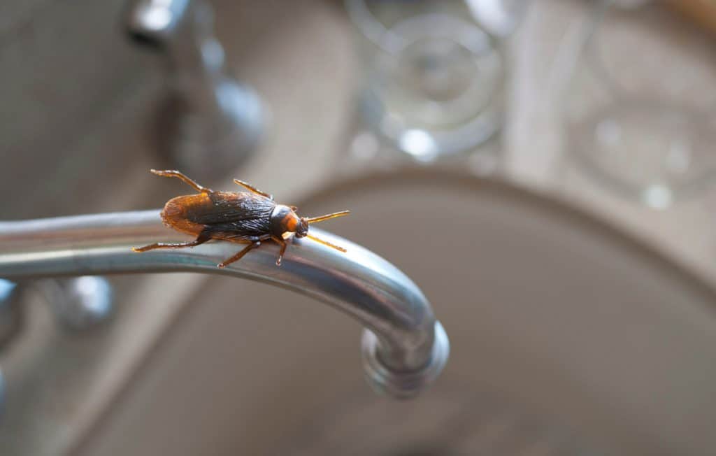 Why Water Damage Invites Pests Into Commercial Properties