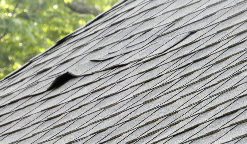 How to Prevent Pests from Damaging Your Roof
