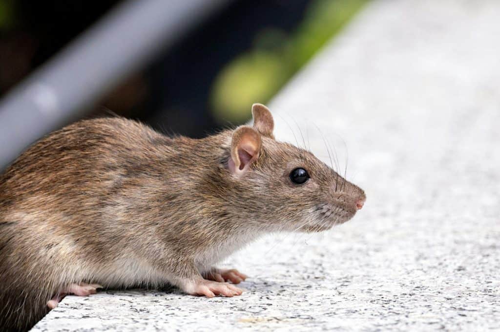 Disease-Carrying Pest