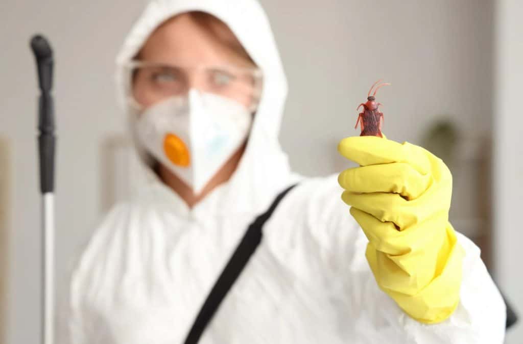 Disease-Carrying Pests At Home