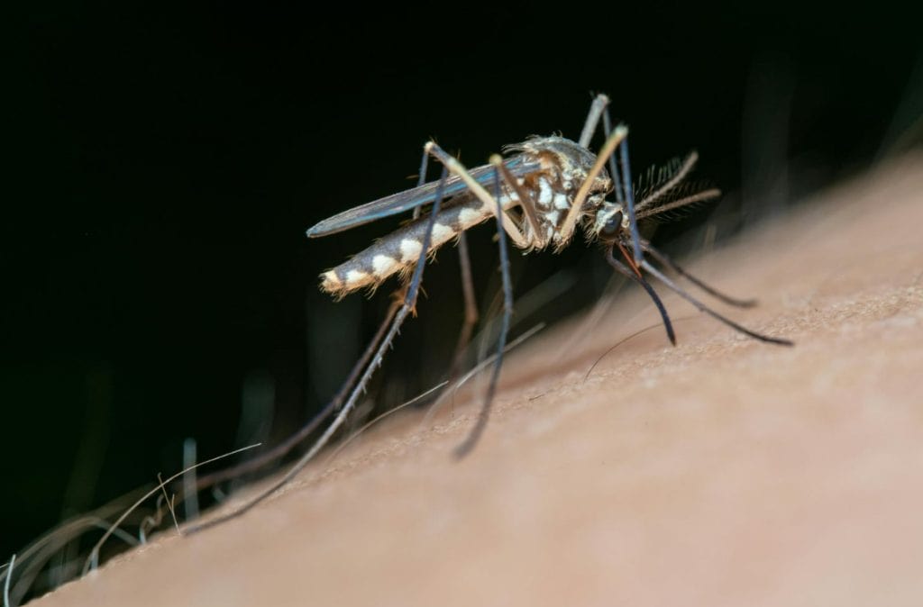 Disease-Carrying Pests