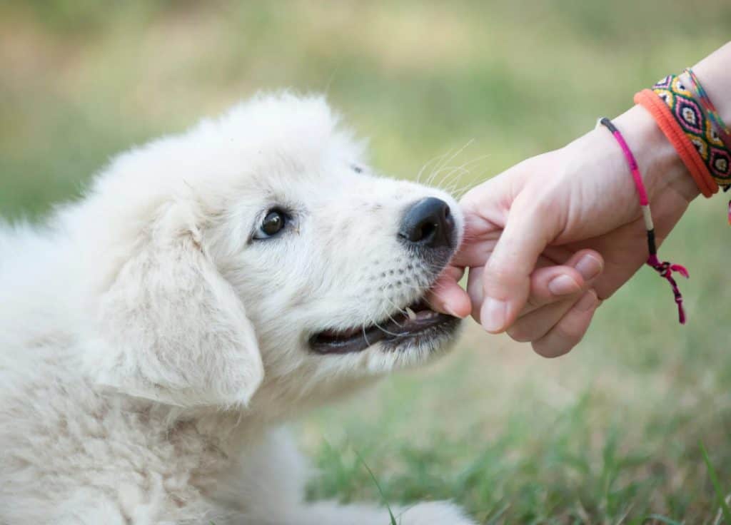 cases of dog bite injuries in california